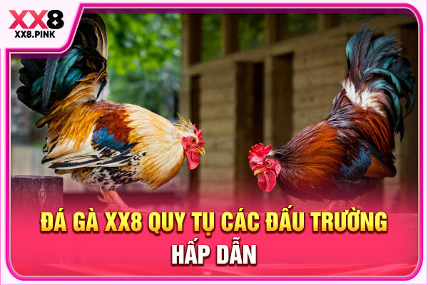 Đá gà XX8 quy tụ các đấu trường hấp dẫn