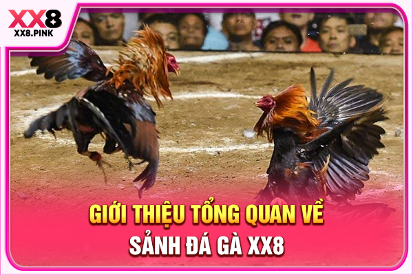 Giới thiệu tổng quan về sảnh đá gà XX8